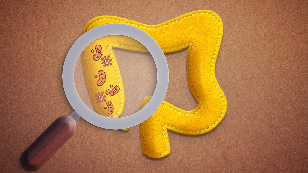 felt intestine and bacterias growht