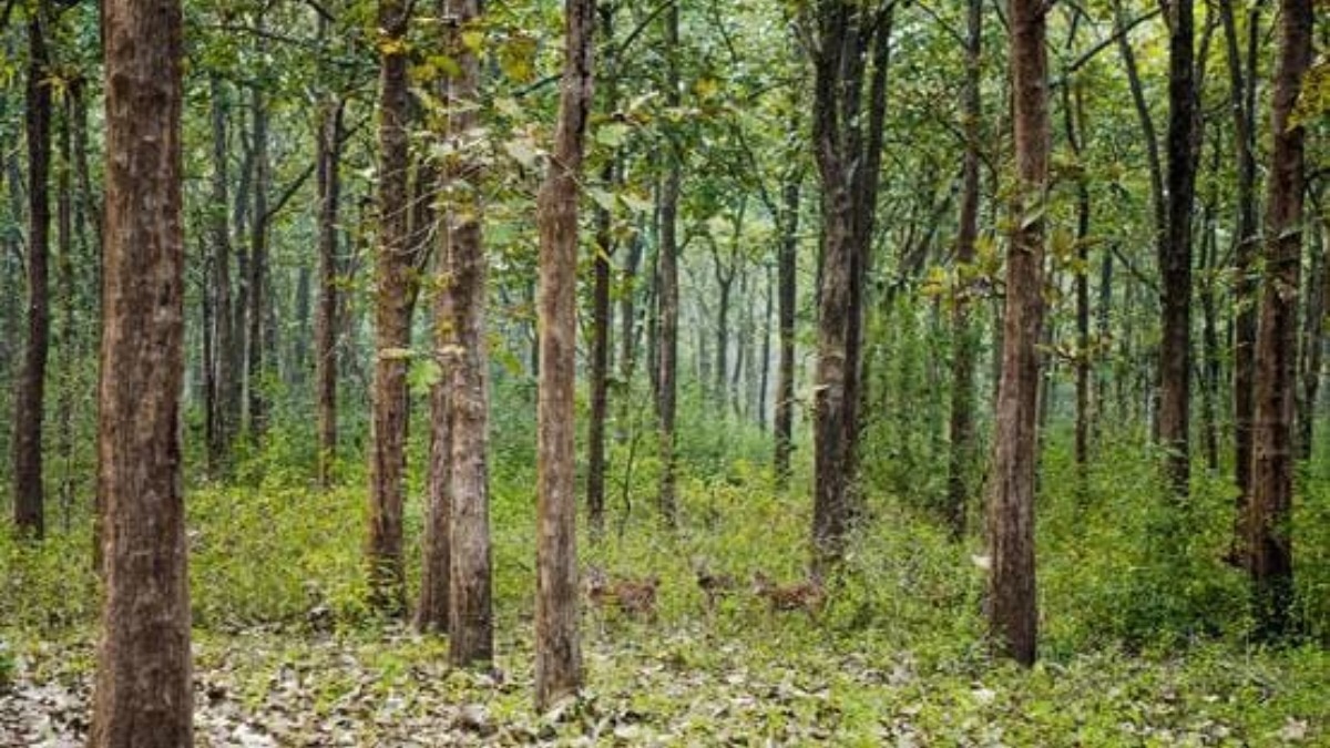 फर्जी दस्तावेजों से वन भूमि कब्जाने की कोशिश का हुआ खुलासा (File: Representational)