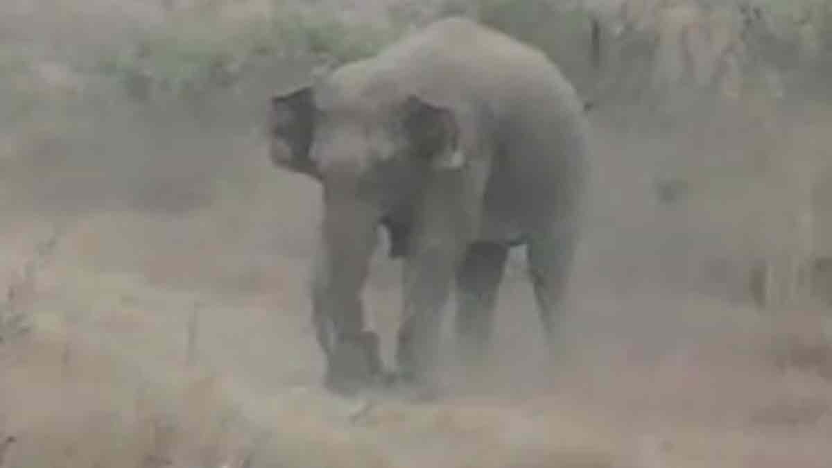 A wild elephant trampled a young man to death