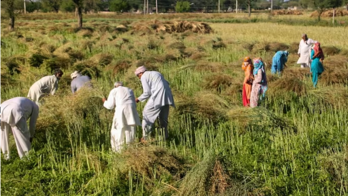haryana farmer