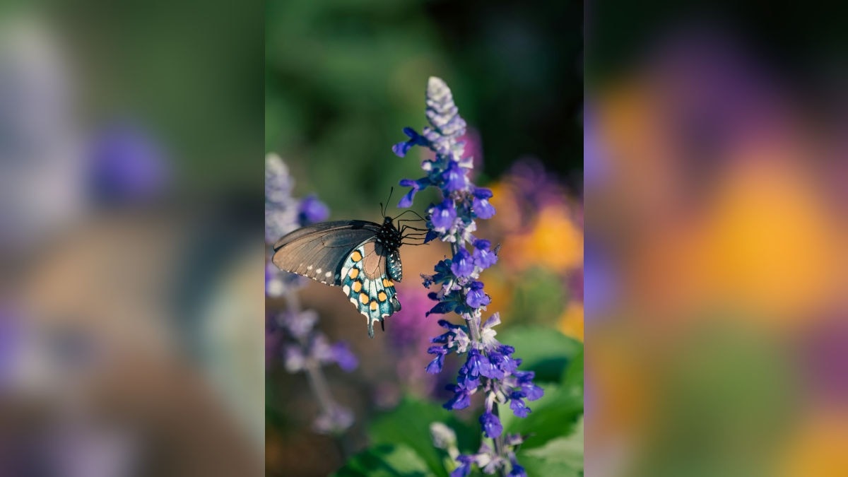 घर पर सुंदर फूलों को उगाएं (Photo: Pexels)