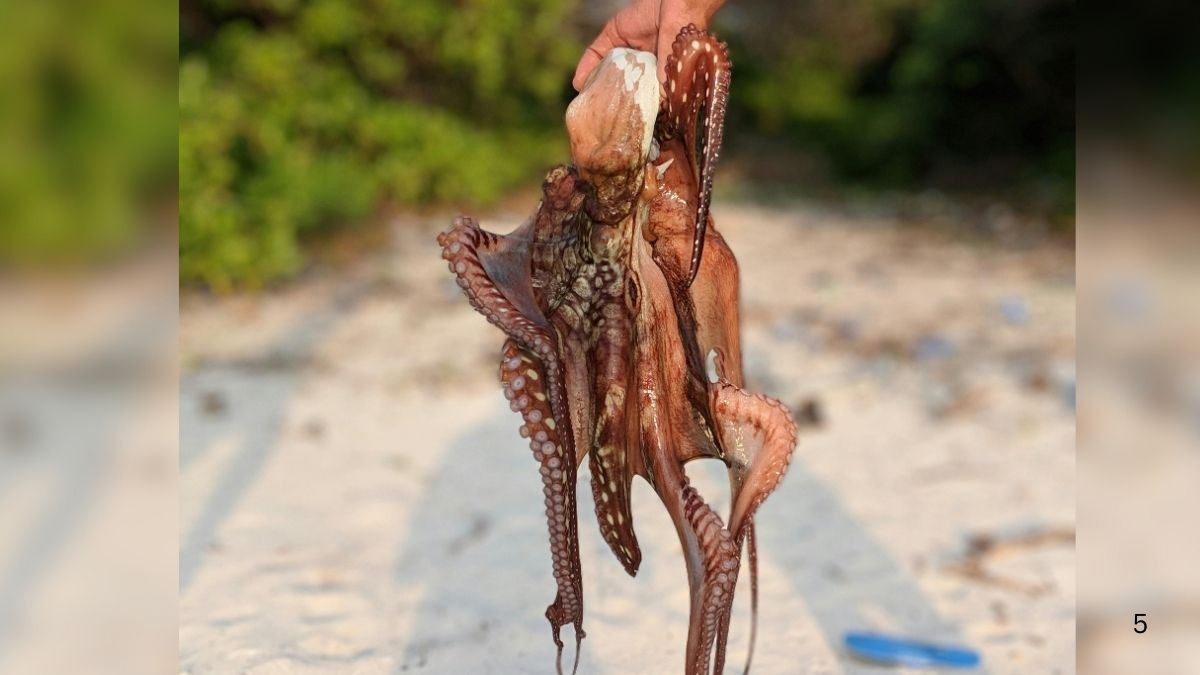 septopus deep sea creature