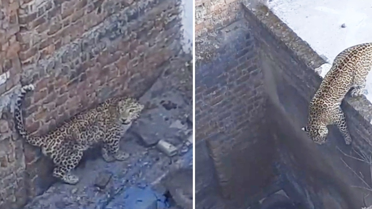 मकान के अंदर कैद हुआ तेंदुआ.(Photo:Screengrab)