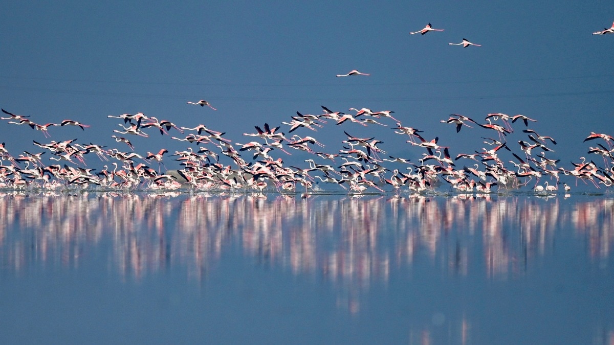 राजहंसों के बीच साल के आखिरी सूर्यास्त का मजा लें (Photo: PTI)