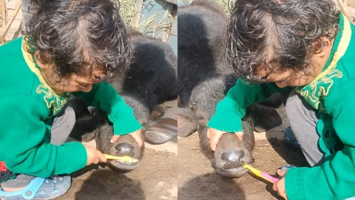 सोशल मीडिया पर वायरल हुए इस वीडियो में एक छोटी से बच्ची भैंस के बच्चे को ब्रश करवा रही है. (Photo : insta/@official_deepak_kumar_2581 )
