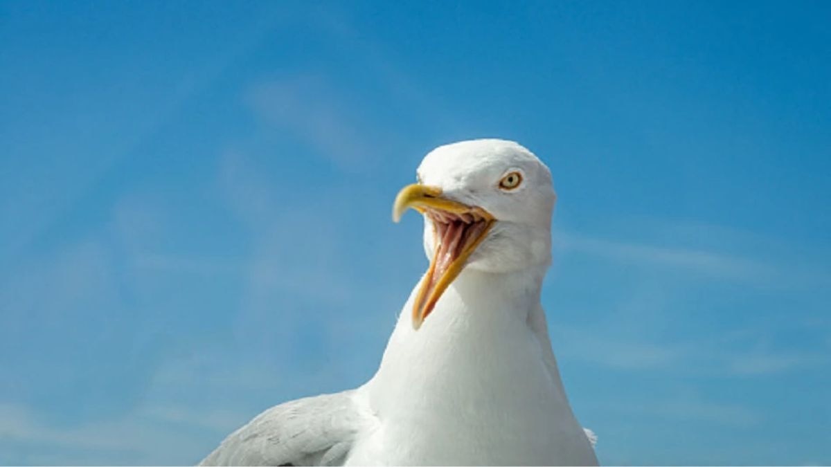 सीगल पक्षी में मिला चाइनीज डिवाइस. (Photo: Representational)