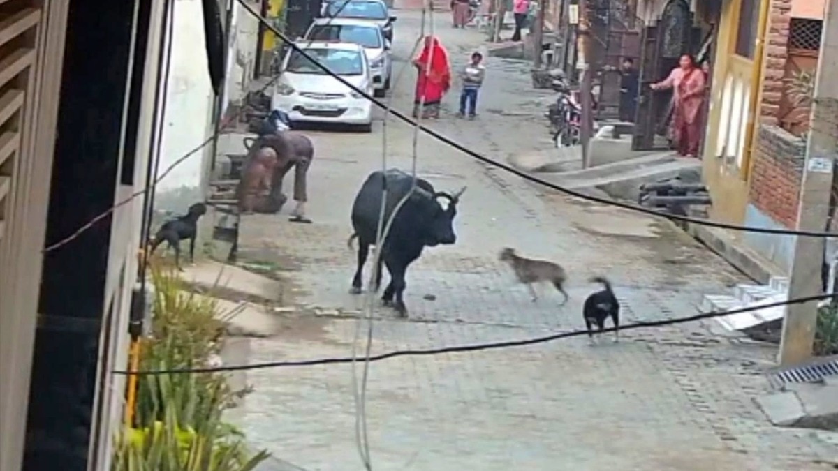bull attacked an elderly man in Bulandshahr. (Photo: Screengrab)