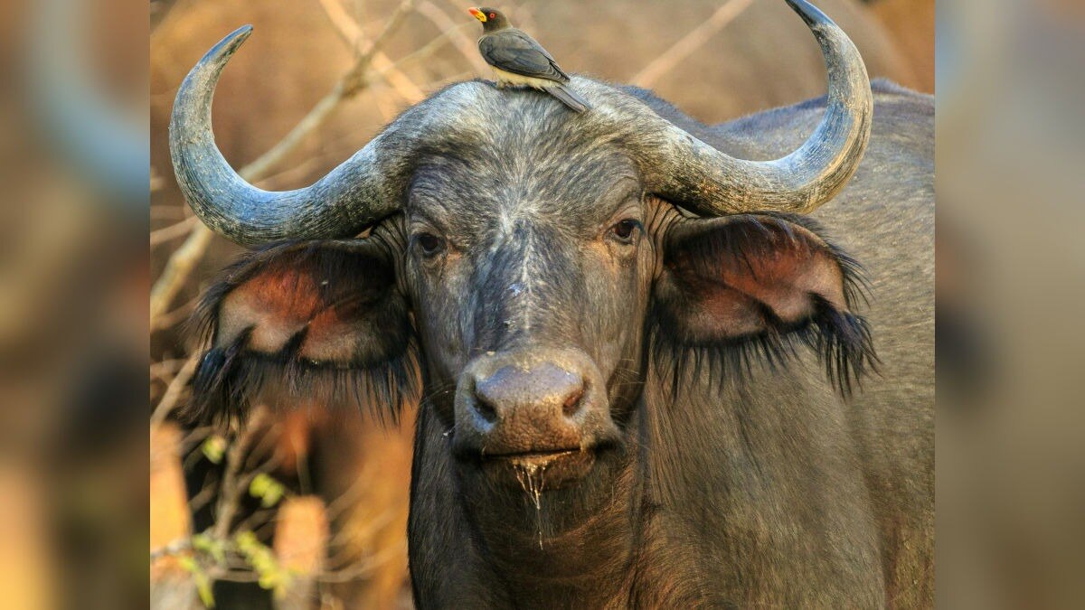 Top Buffalo Breeds in India