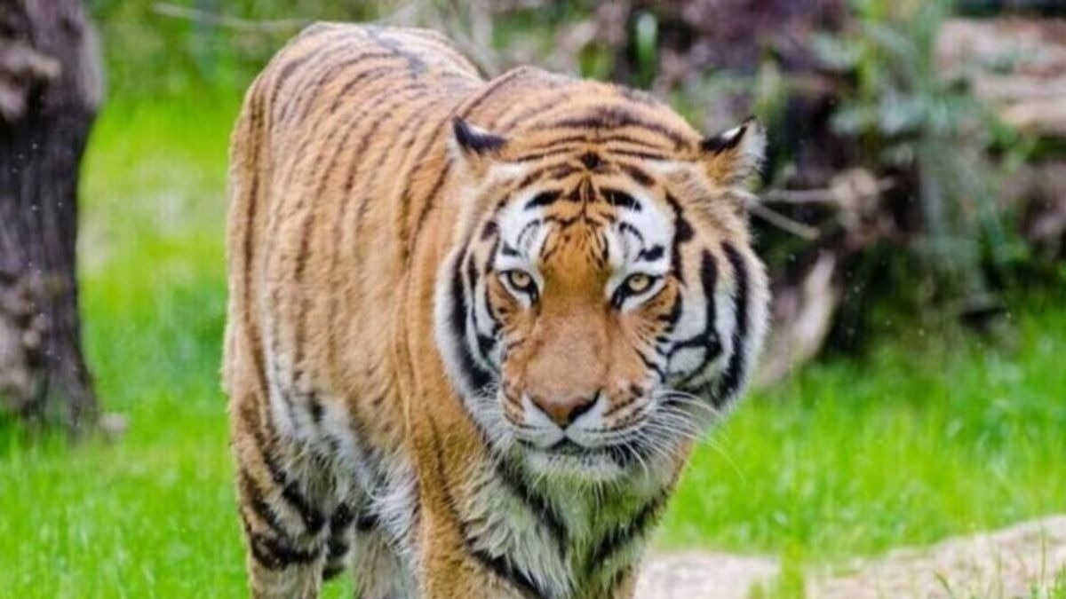 बाघ की हत्या मामले में आरोपी पकड़े गए. (Photo: Representational)