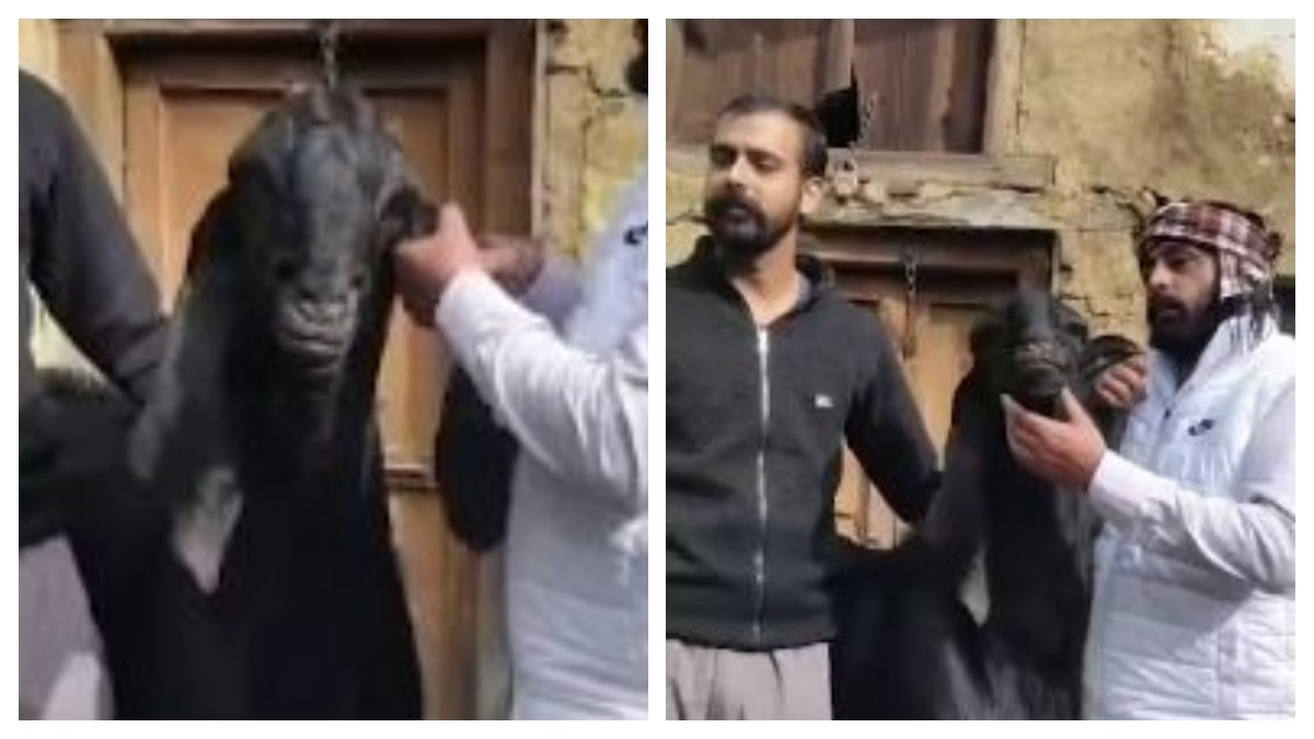 25 हजार का बकरा 95000 में बिका, खासियत जान आप भी चाहेंगे खरीदना