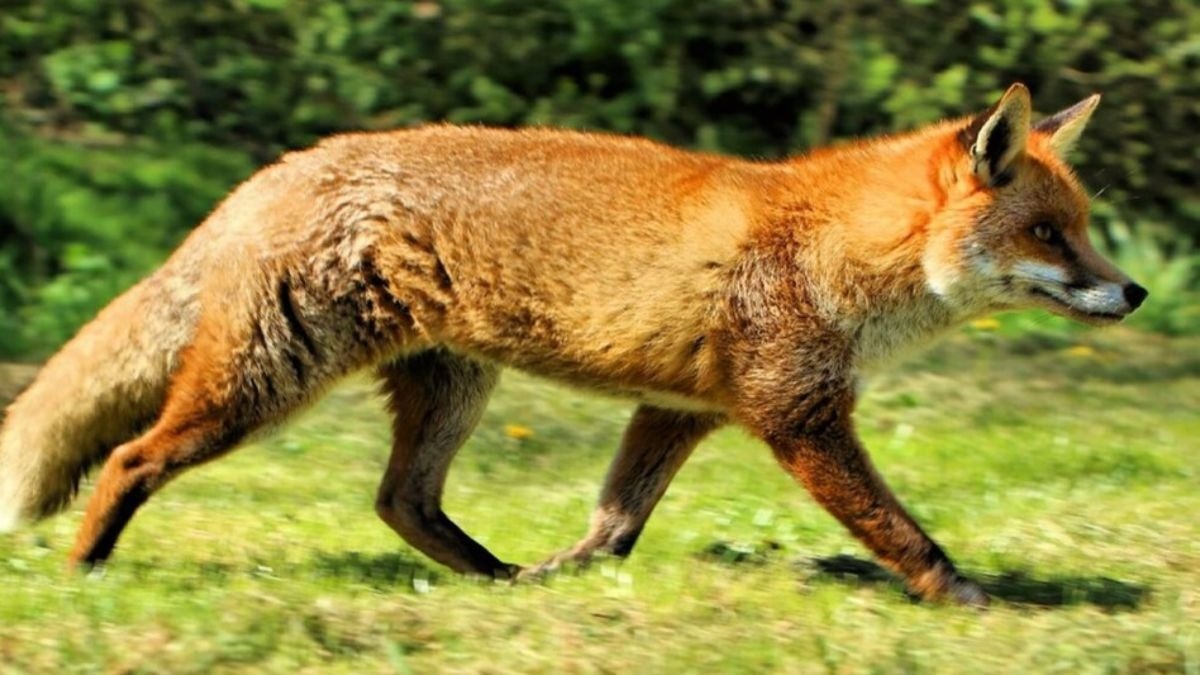 वाटर टैंक में गिर गई थी लोमड़ी. (Photo: Representational)