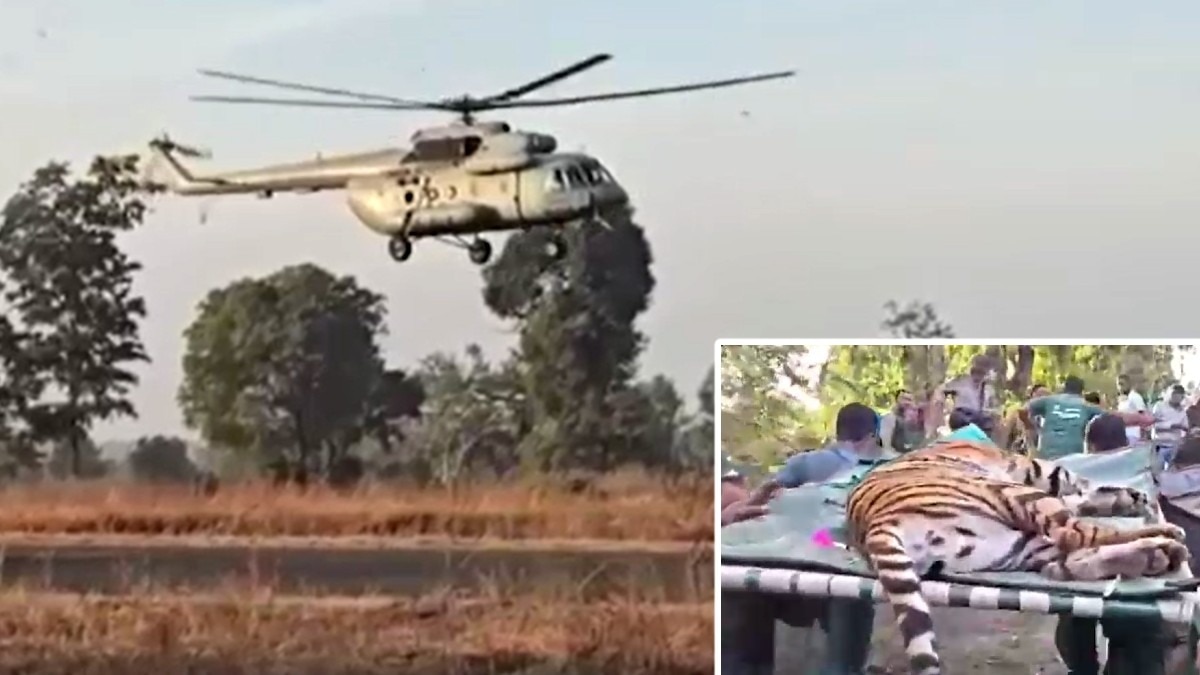 पहली बार बाघिन की अंतरराज्यीय हवाई शिफ्टिंग.(Photo:Screengrab) 