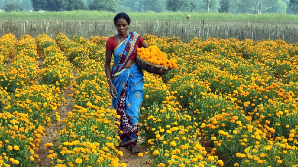 marigold farming