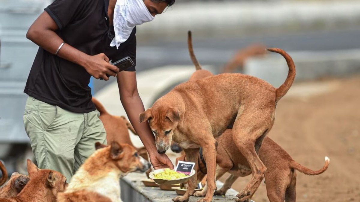 कुत्ते को पब्लिक प्लेस में खाना खिलाने से रोकने गलत नहीं है.