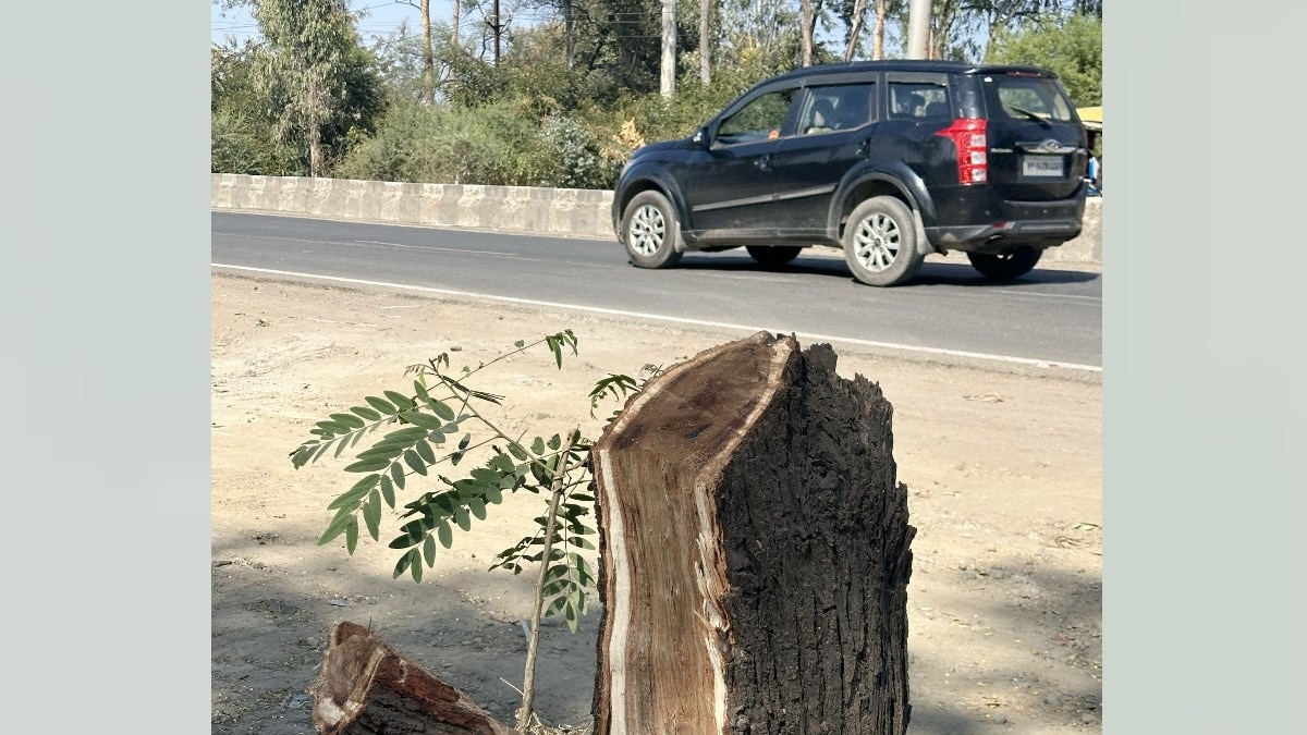 भोपाल की हरियाली पर 'विकास' का प्रहार.(Photo:ITG)