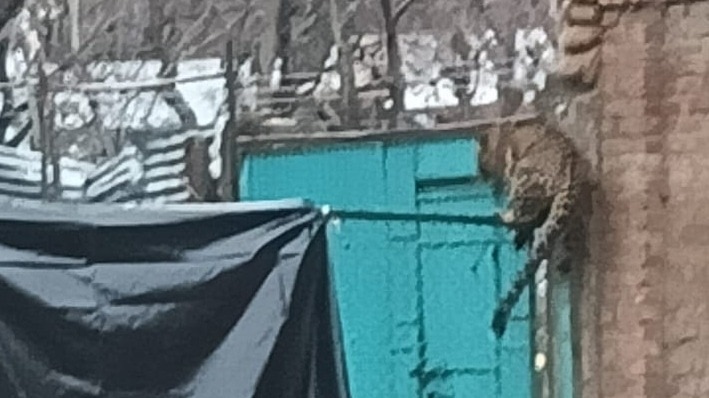 Leopard attacks CRPF jawan