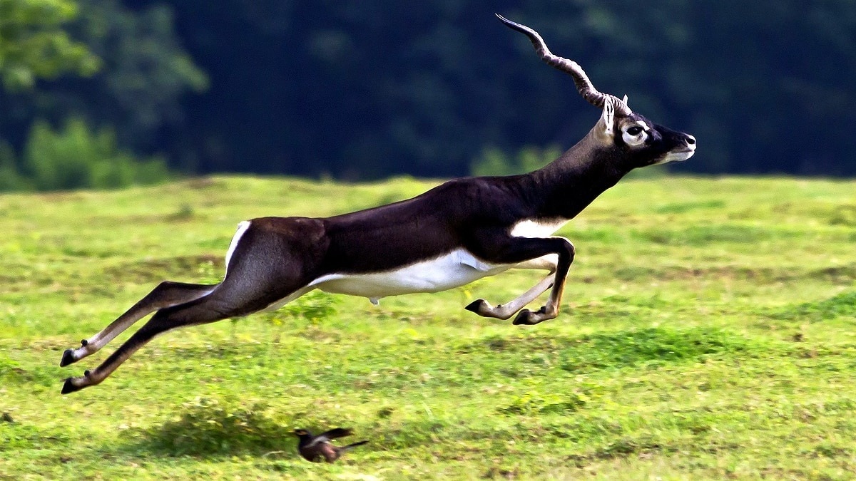 कर्नाटक में मृत मिले 3 काले हिरण. (Photo: Representational )