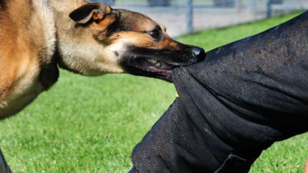 कुत्ते के काटने के एक महीने बाद बच्ची की मौत. (Photo: Representational)