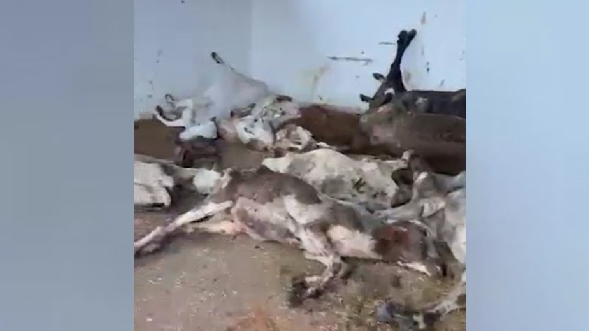 ग्वालियर की लाल टिपारा गौशाला में मरे गोवंश.(Photo:Screengrab)