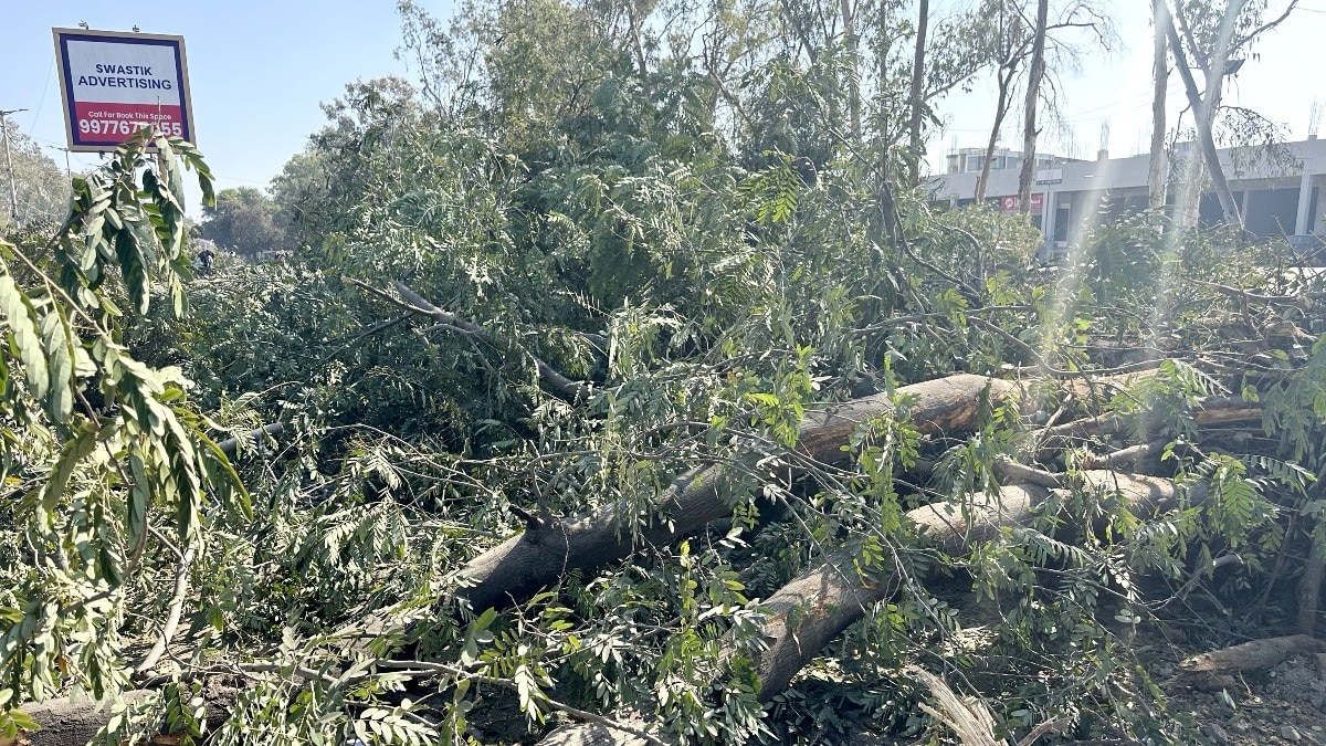 अयोध्या बायपास को 10-लेन बनाने के लिए काटे जा रहे थे पेड़.(Photo:ITG)