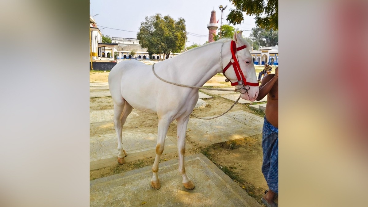 IRANIAN-BRED HORSE STOLEN FROM TALKATORA AREA