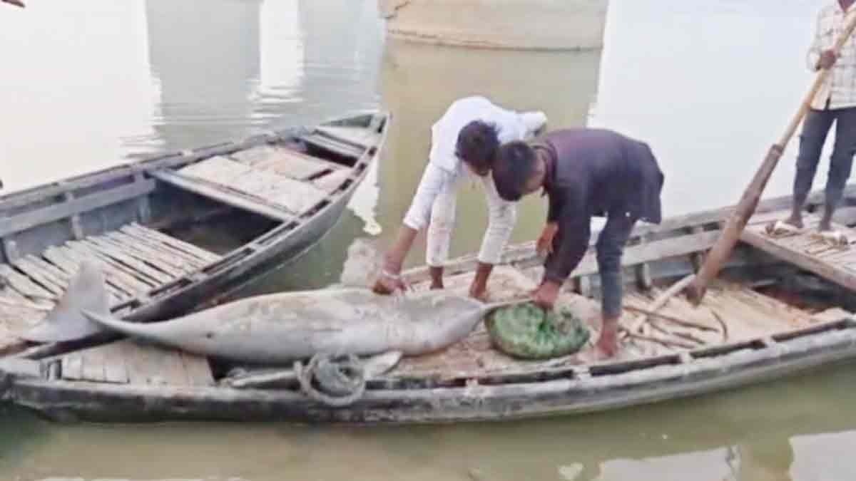 Ghazipur :Dolphin found dead in the river Ganga