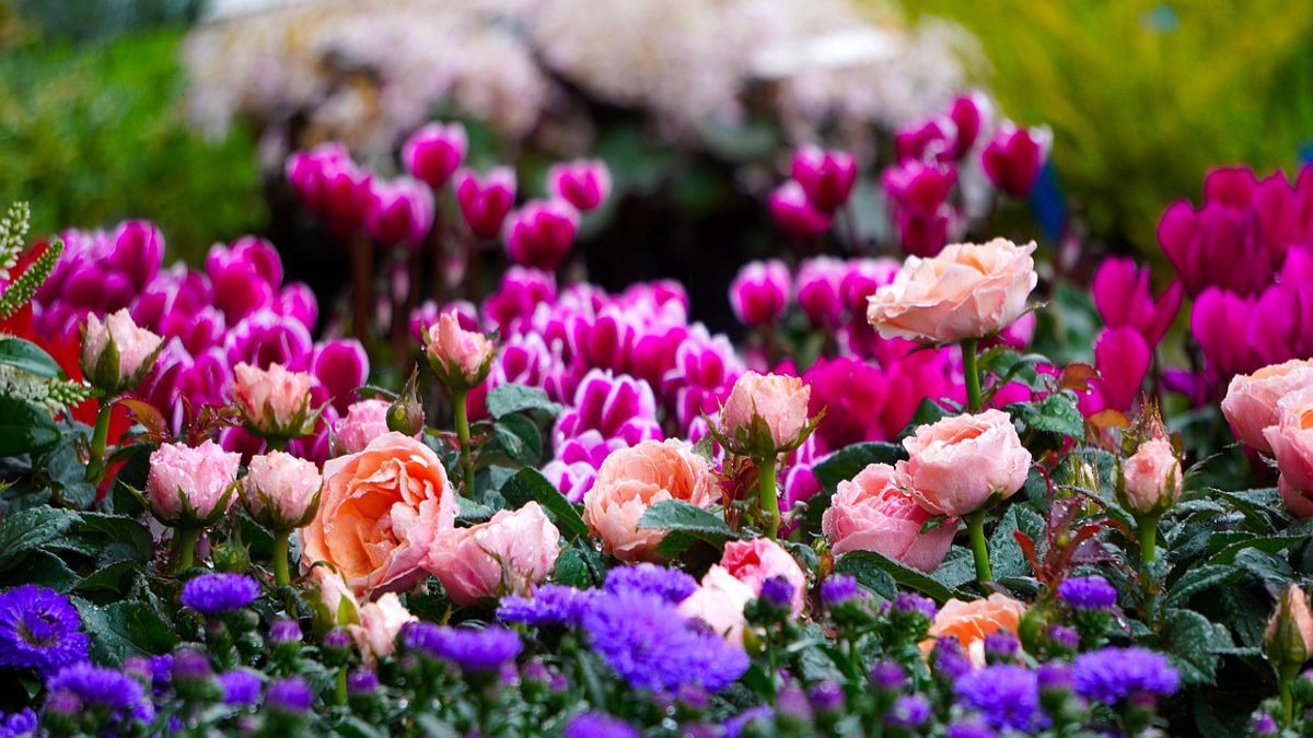 Grow Beautiful Flowers at Home