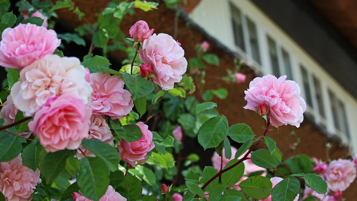 Beautiful flowers to grow at home