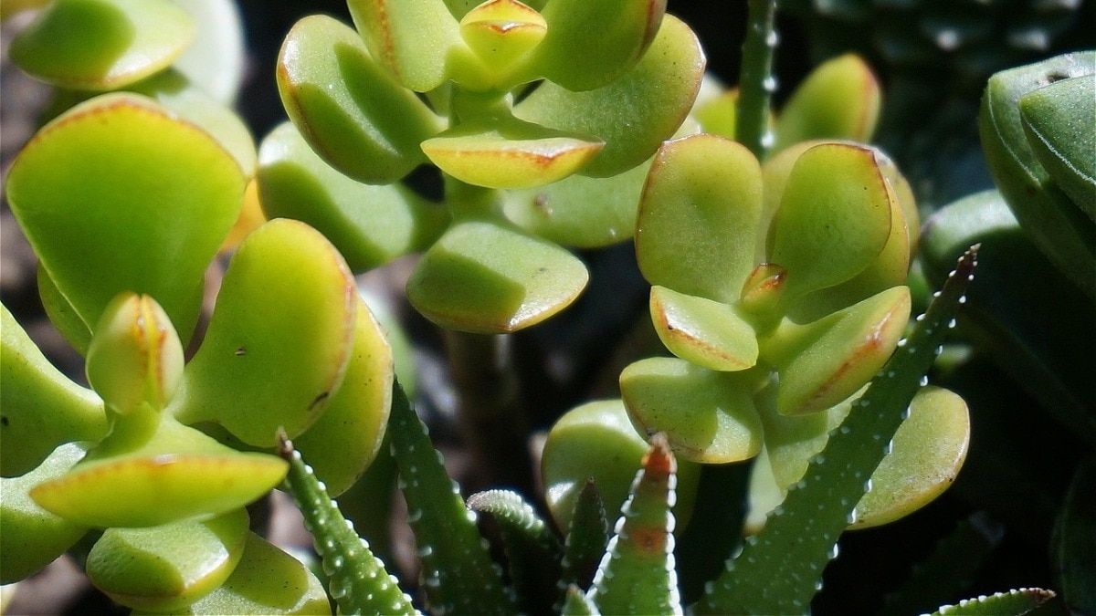 vastu upay for money