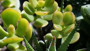 vastu upay for money vastu upay for money