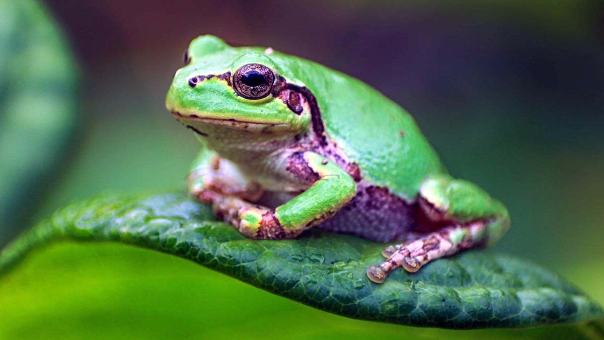 Japan Tree Frog Cancer