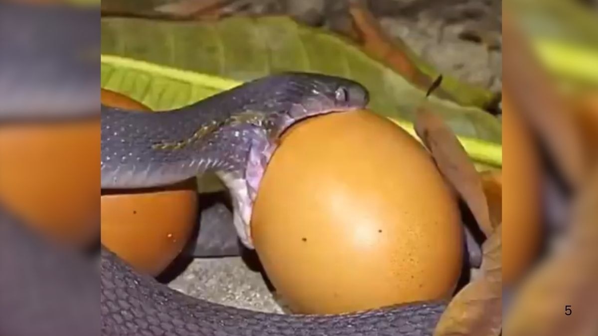 Snake swallowing large egg viral video