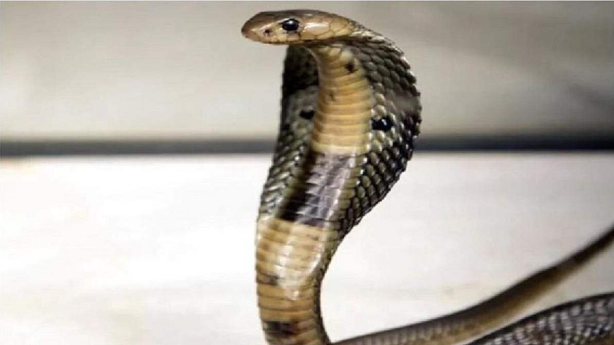 हॉस्पिटल में सांप के घुसने से मची अफरा-तफरी. (Photo: Representational )