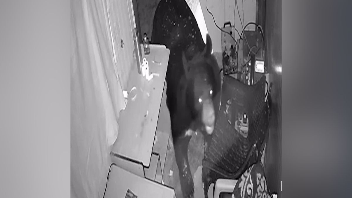 दरवाजा तोड़कर दुकान में घुसा भालू. (Photo: Screengrab)