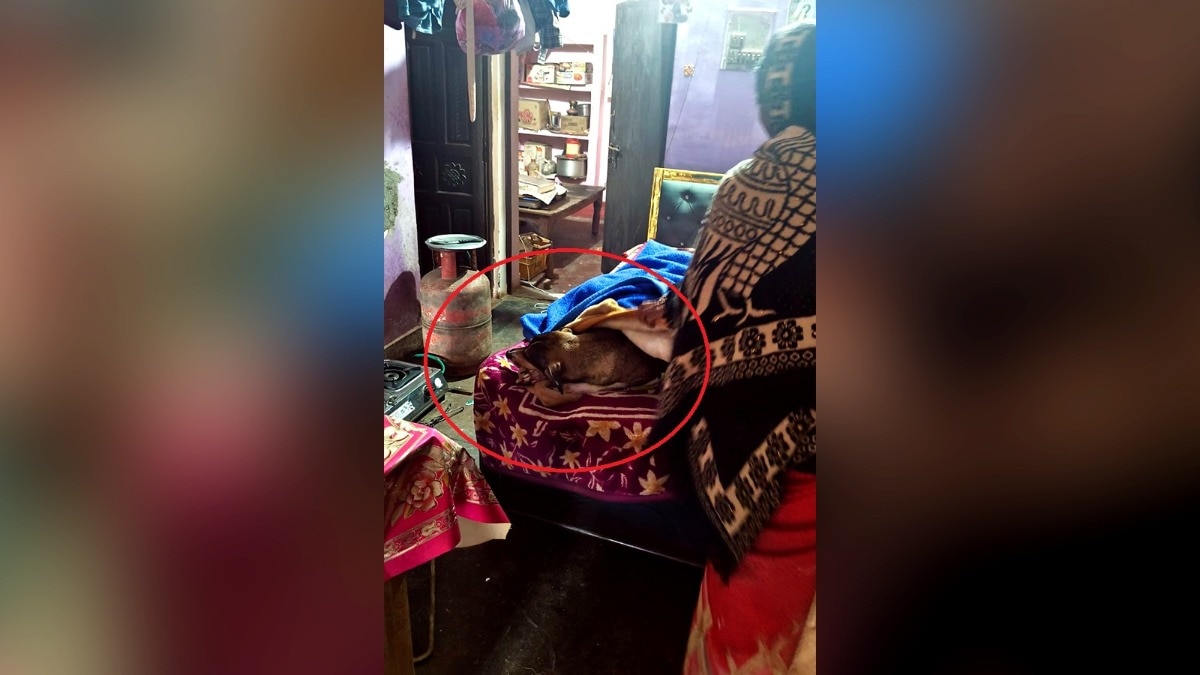 लखनऊ में डॉगी टोनी की भी हुई मौत. (Photo: Ankit Mishra/ITG)