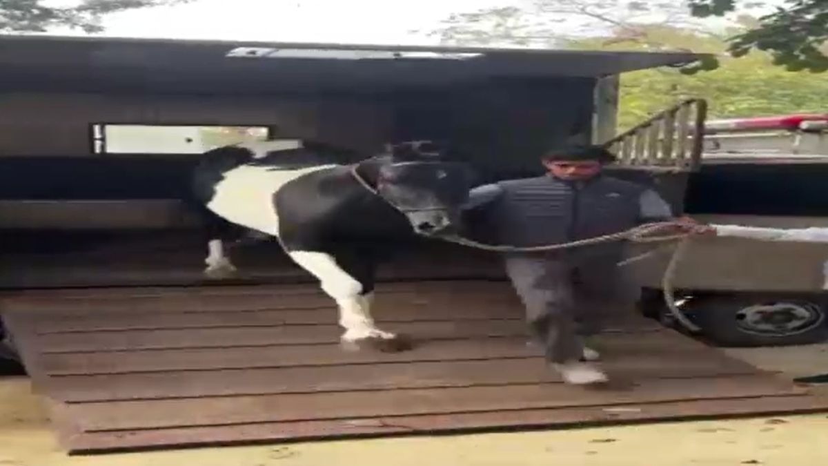 राजा भैया के अस्तबल में शामिल हुआ डेढ़ करोड़ का घोड़ा युवराज. (Photo: Screengrab)