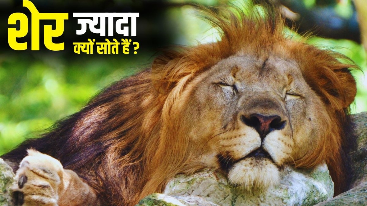 शेर के ज्यादा सोने का मिल गया जवाब (Photo: ITG)