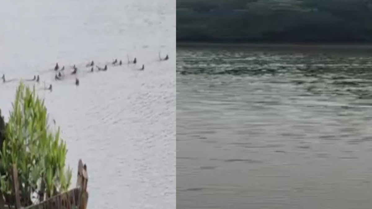 ओडिशा के केंद्रपाड़ा जिले में बंदरों ने अपने साथी को मगरमच्छ से बचाने के लिए नदी में छलांग लगाई. (Photo: India Today) 