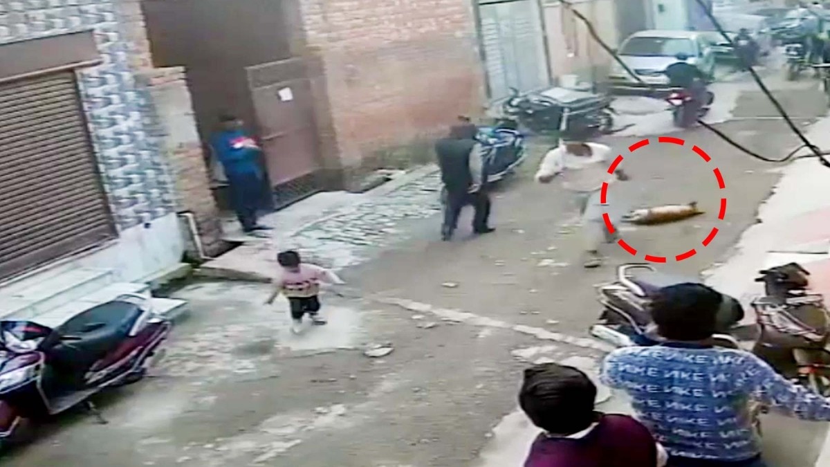 Cruelty towards street dogs