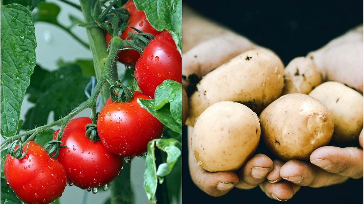 who came first tomato or potato