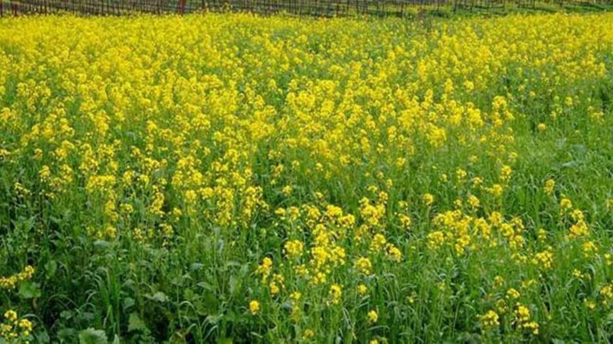 mustard sowing rise in rajasthan