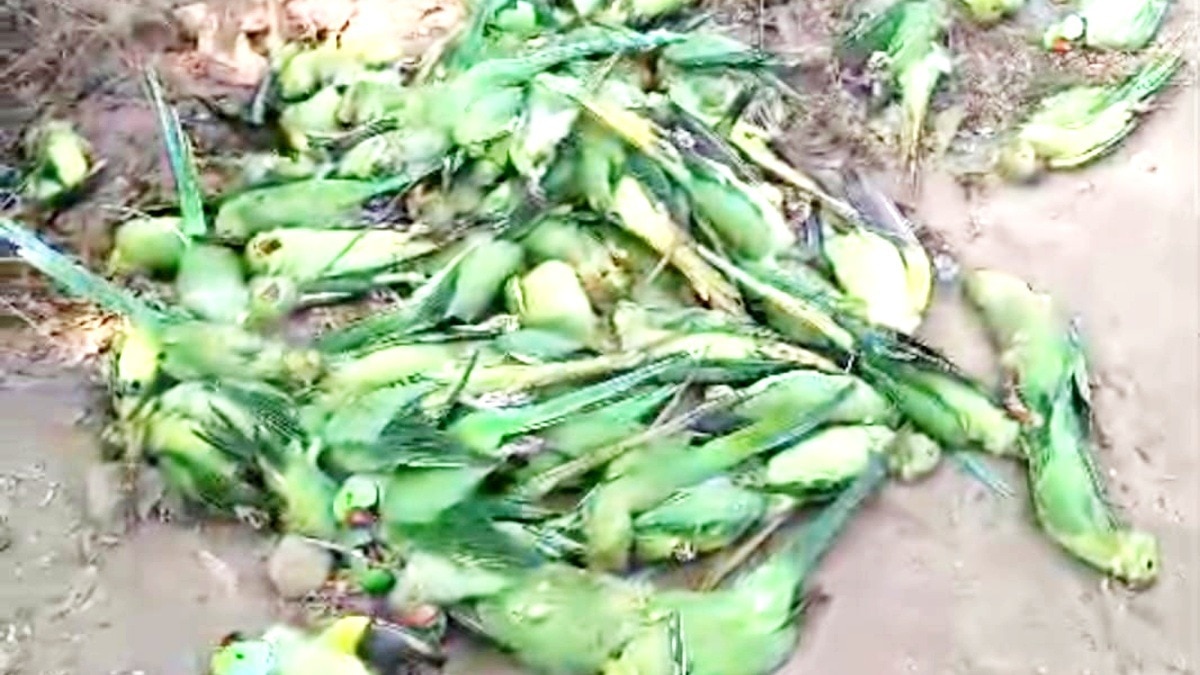 Khargone Parrot Death 