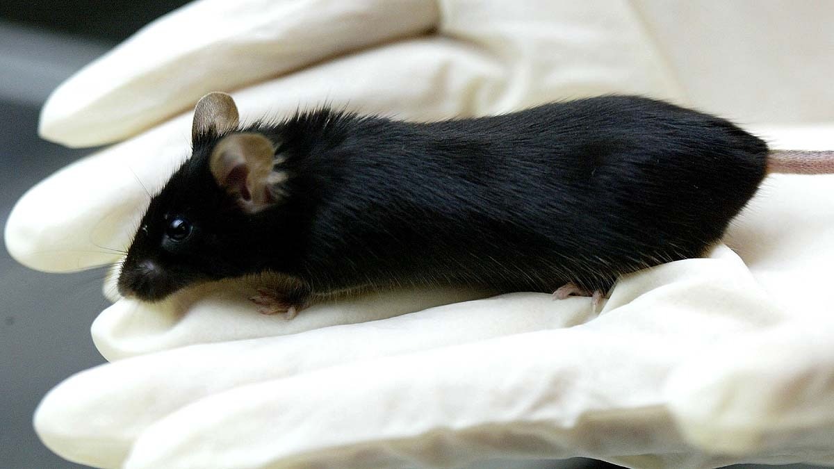 Space Rat Mice China 