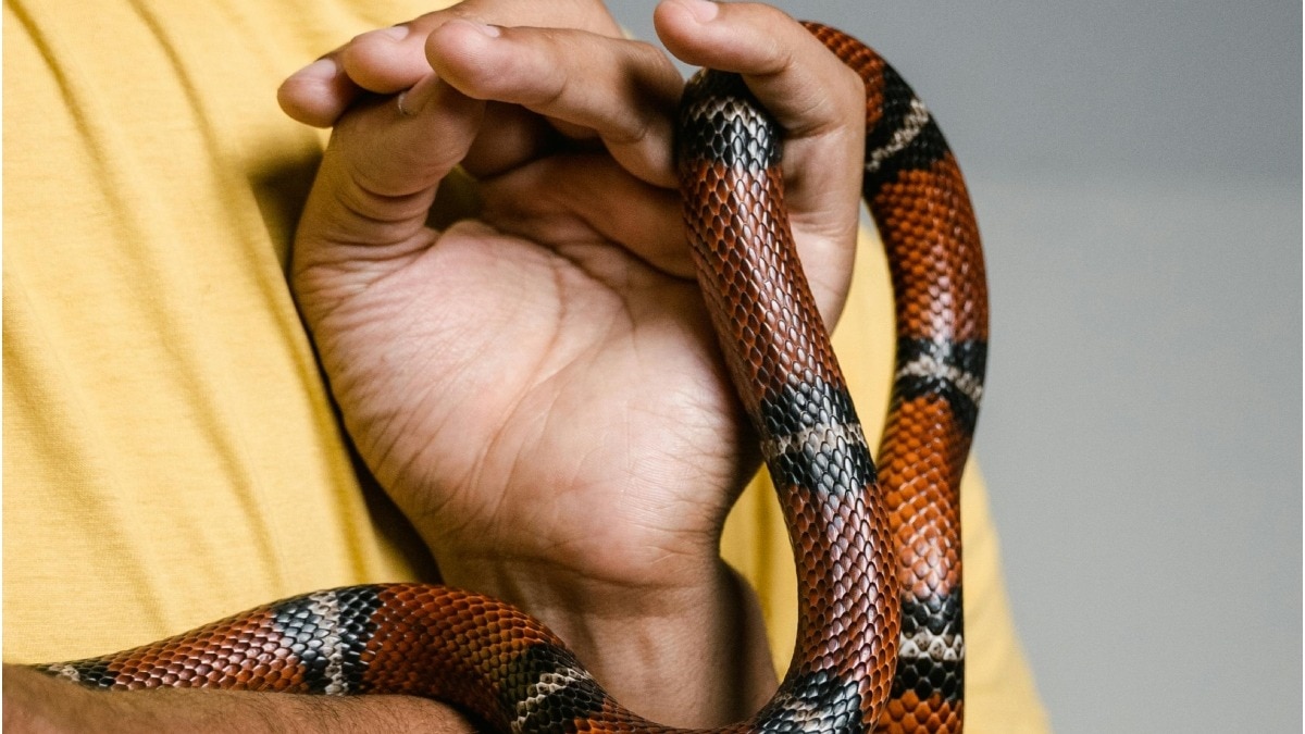 Chinese Man Bitten by Pet Snake