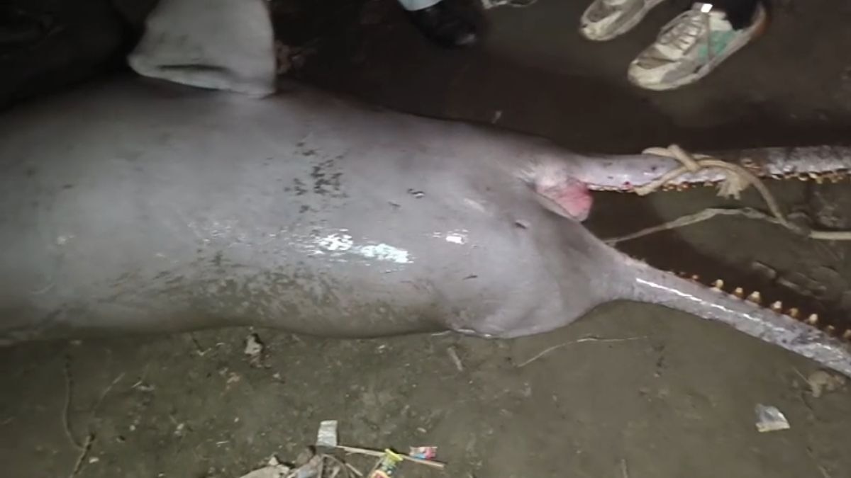 कानपुर में गंगा के किनारे में मिली मृत डॉल्फिन. (Photo: ITG)