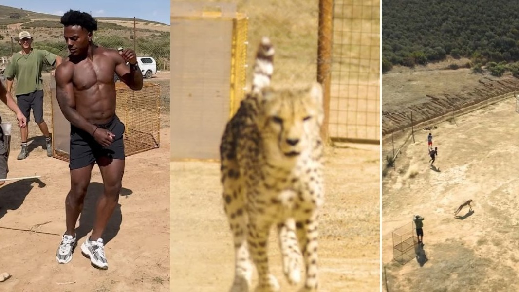 आईशोस्पीड का चीते के साथ रेस लगाने वाला वीडियो सोशल मीडिया पर वायरल हो रहा है. ( Photo:ishowspeed)आईशोस्पीड का चीते के साथ रेस लगाने वाला वीडियो सोशल मीडिया पर वायरल हो रहा है. ( Photo:ishowspeed)