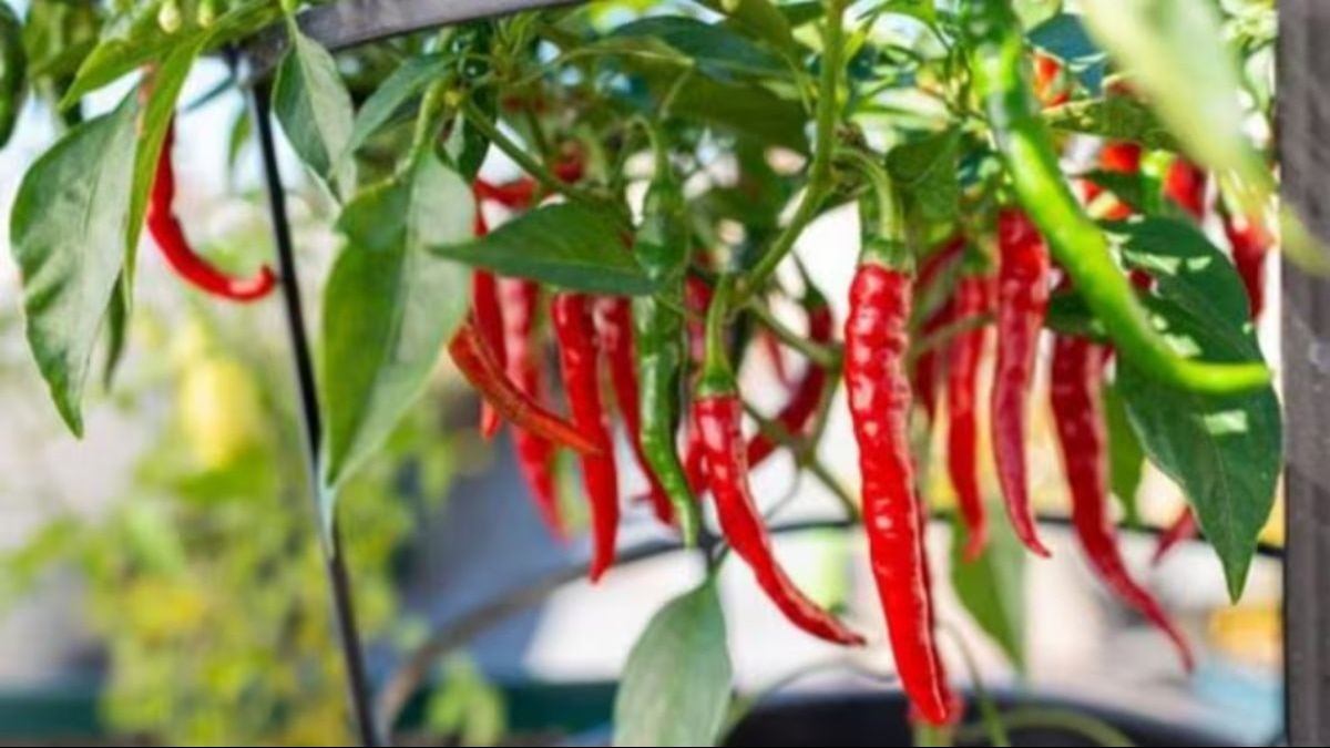 15 दिसंबर से शुरू हो जाएगा ब्यादगी मिर्च का उत्पादन. (सांकेतिक फोटो)