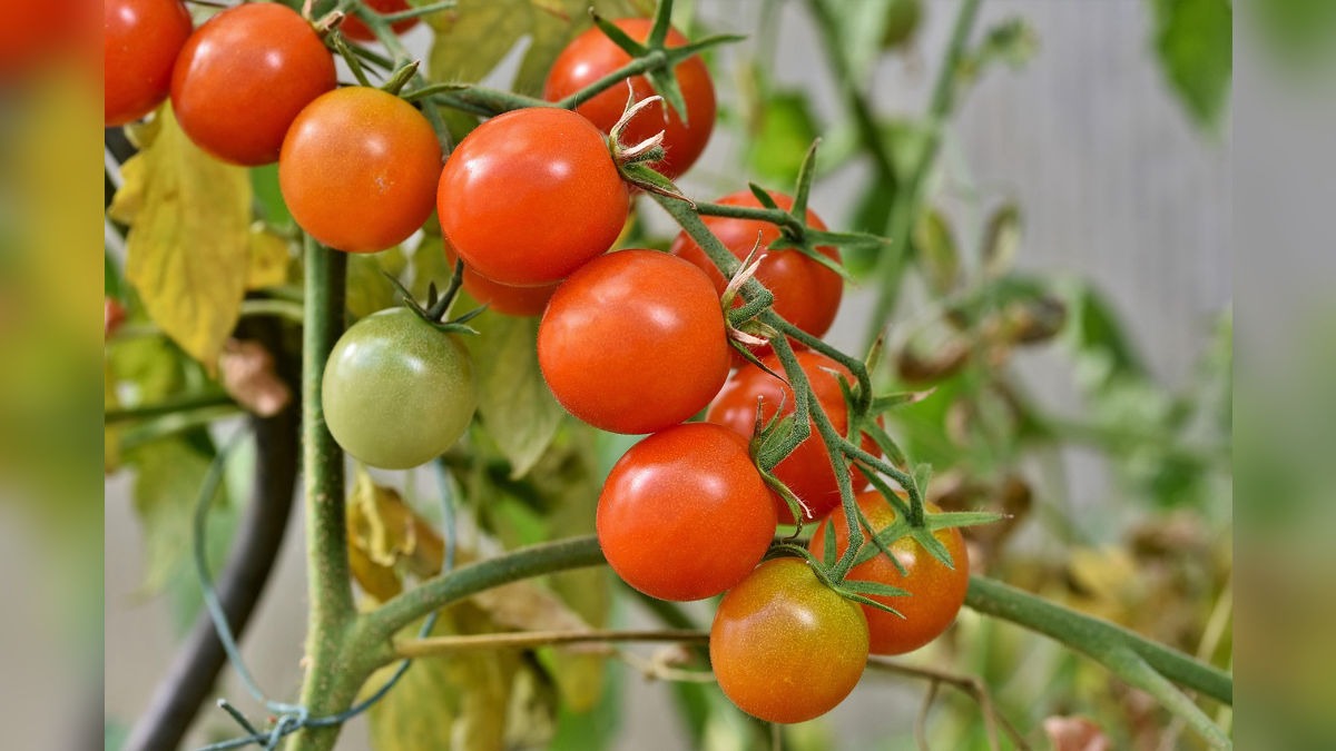 घर पर टमाटर की बेस्ट किस्म उगाएं ( Photo: Pixabay)
