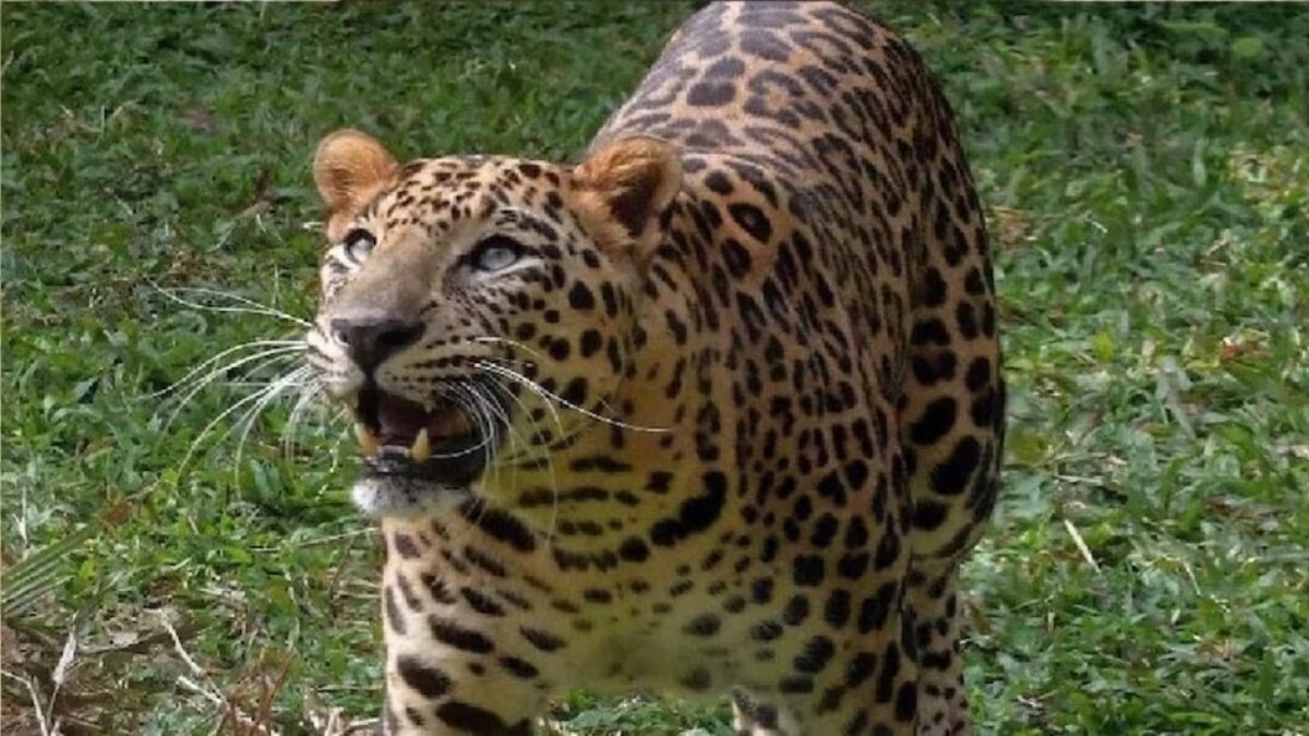 तेंदुए और बाघ ने किए हमले.(Photo: Representational)