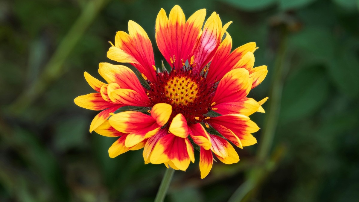 Beautiful flowers for winter and summer garden